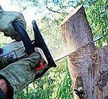 Trusted Maugansville, MD Tree Removal Experts