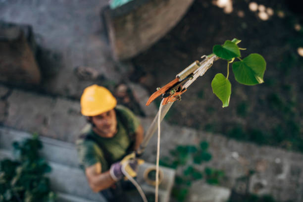 Best Tree Cabling and Bracing  in Maugansville, MD