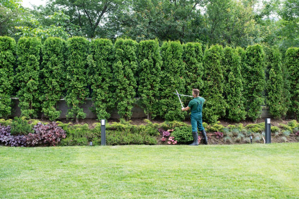 Best Hedge Trimming  in Maugansville, MD
